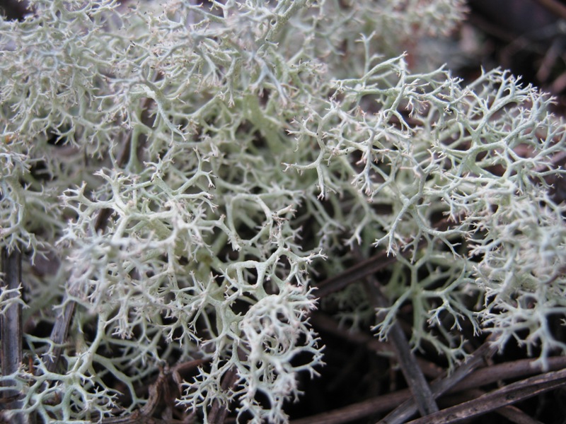 Cladonia portentosa?